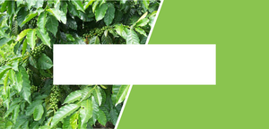 Star Mountain Coffee